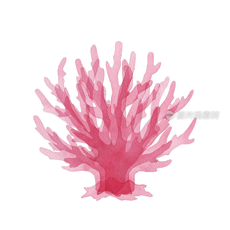 Watercolor Watercolor Pink Coral